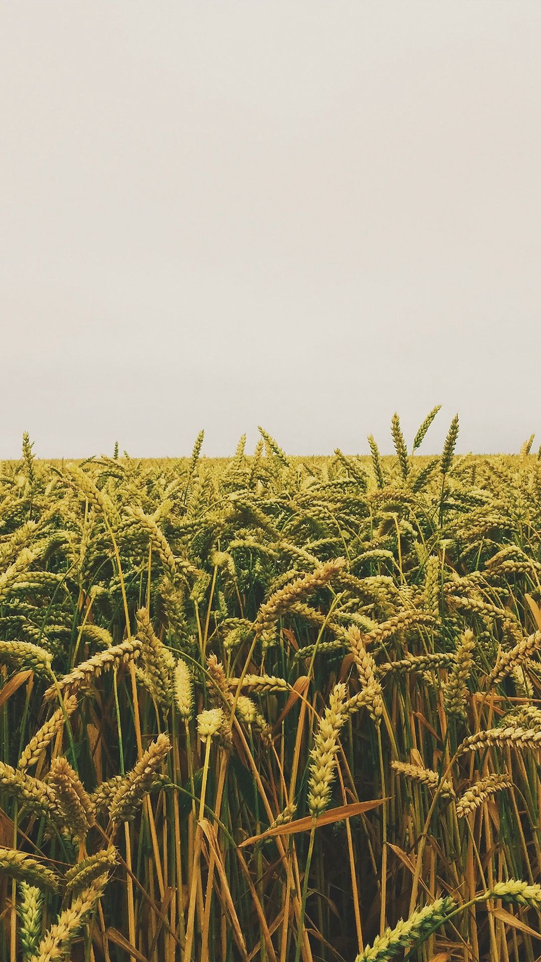 1080x1920   Цветок Рид Поле Рис Природа Зеленый Желтый iPhone 6 Обои | Полевые обои Обои Iphone wallpaper