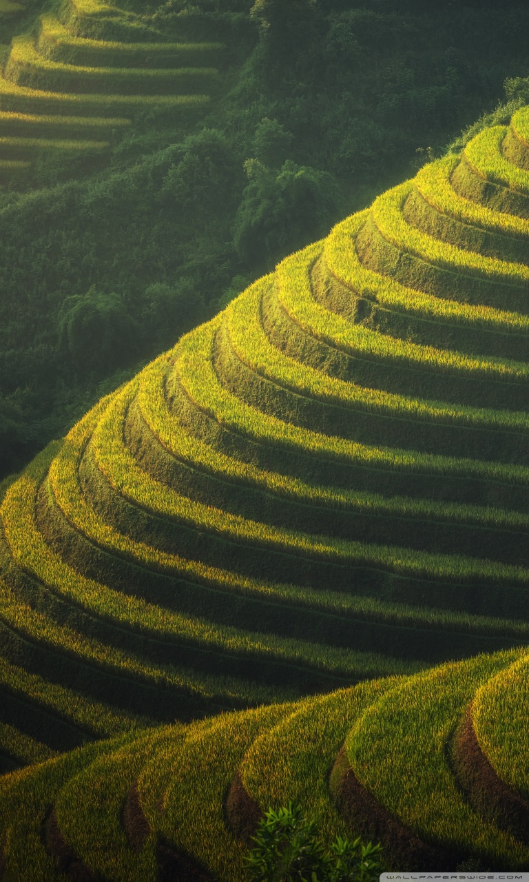 768x1280   Beautiful Rice Terraces Landscape Ultra HD Desktop Background Wallpaper для 4K UHD TV: широкоэкранный \ u0026 UltraWide Desktop \ u0026 Ноутбук: планшет: Smartphone
