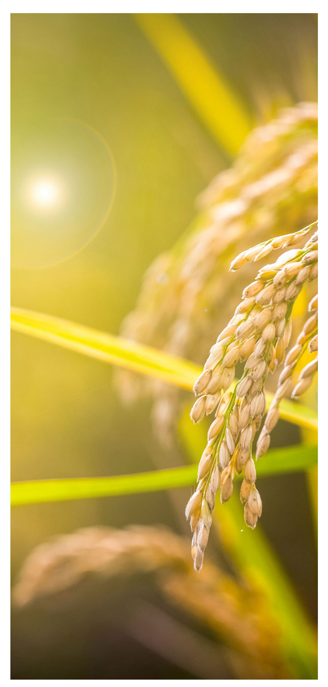 650x1361   Рисовые обои для мобильного телефона скачать бесплатно-400584923 -Lovepik.com 