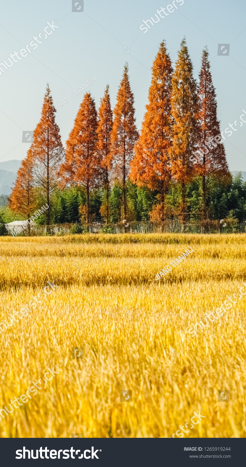 843x1600   Harvest Rice Field China169 Мобильный телефон Stock Photo (Edit Now) 1265919244