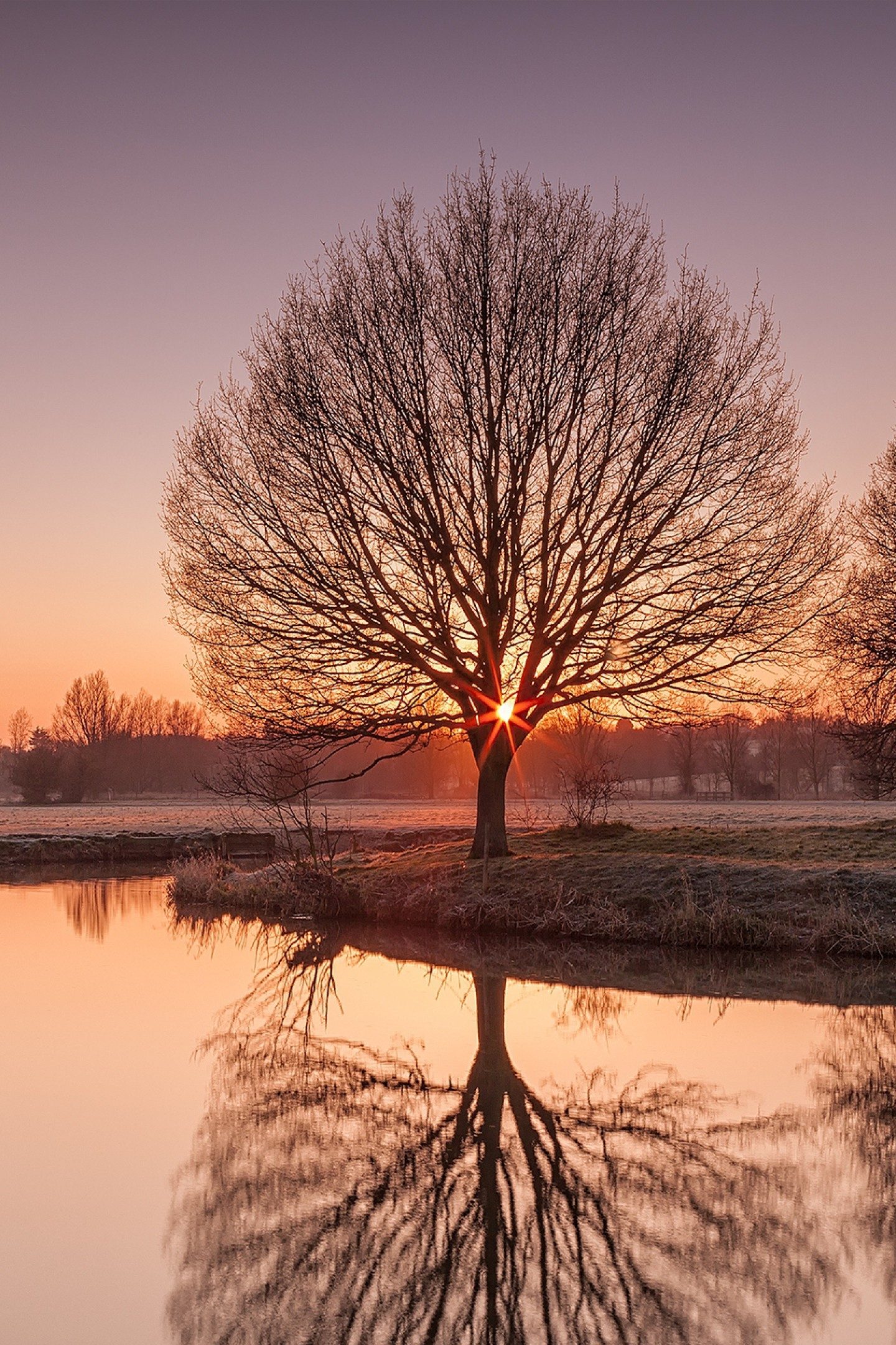 1440x2160   Закатные деревья Озеро Сумерки Отражение Природа 4K Обои - Лучшие обои