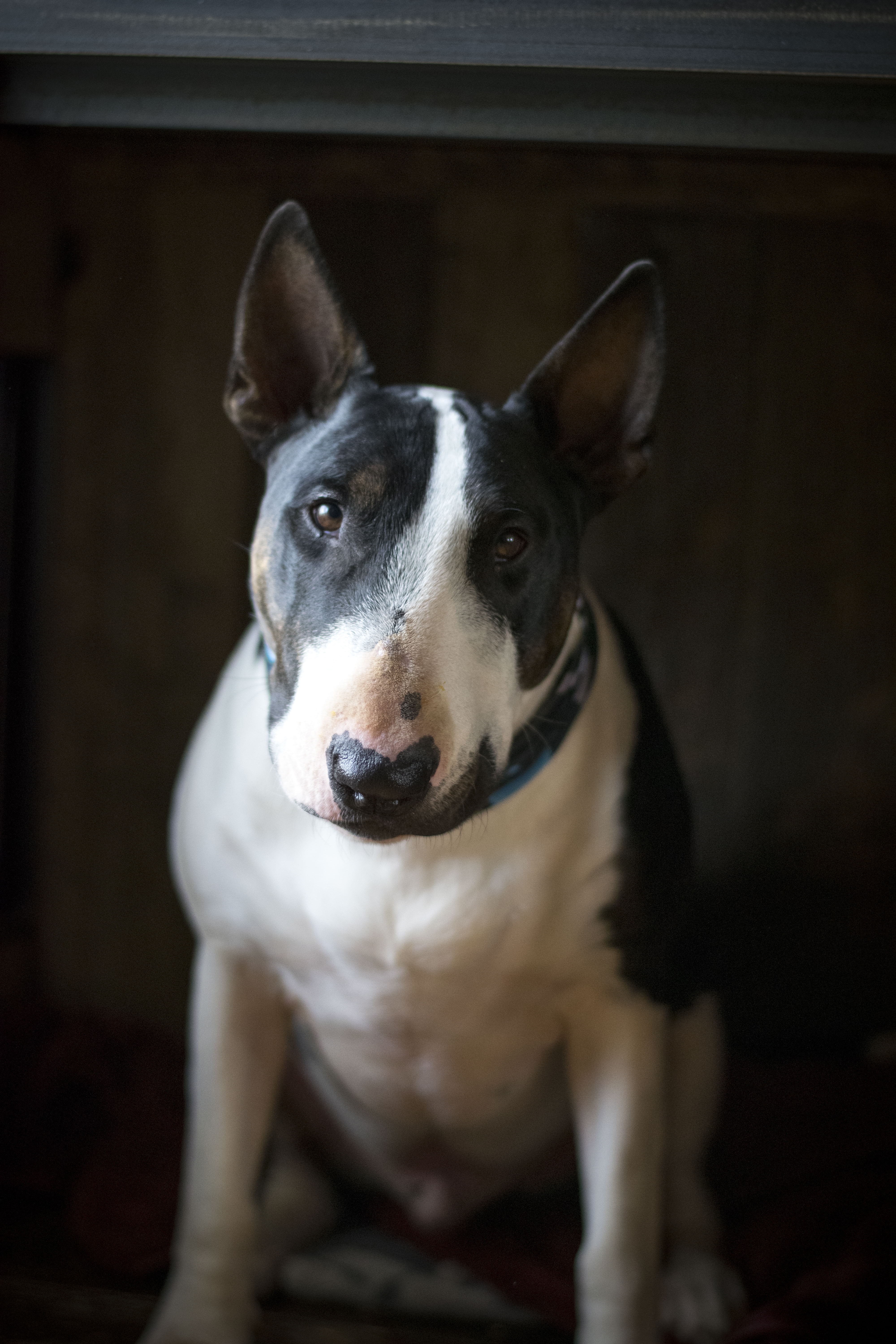 4000x6000 Bull Terrier Wallpapers для Android - Скачать APK