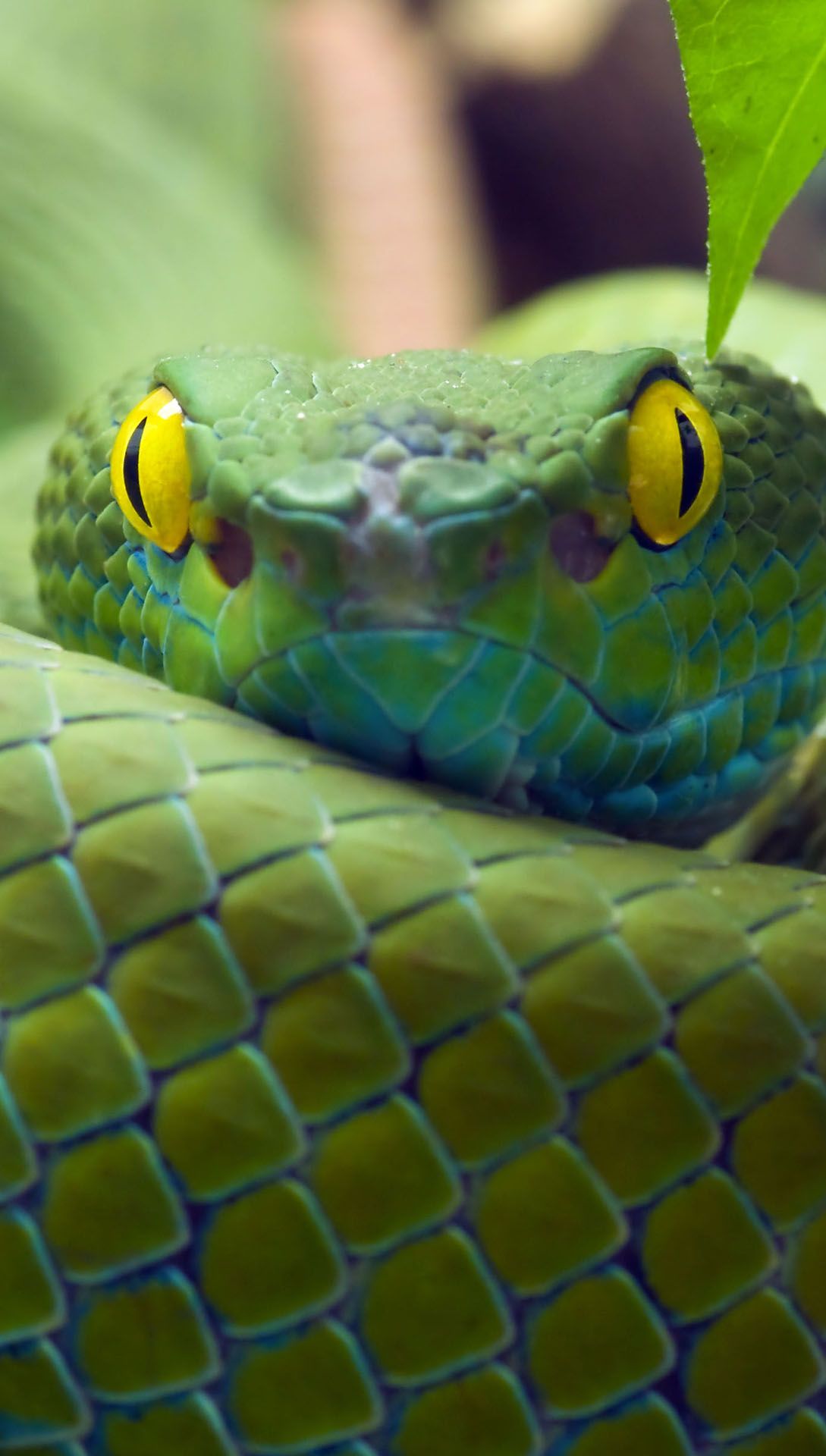 Маленькая зеленая змея