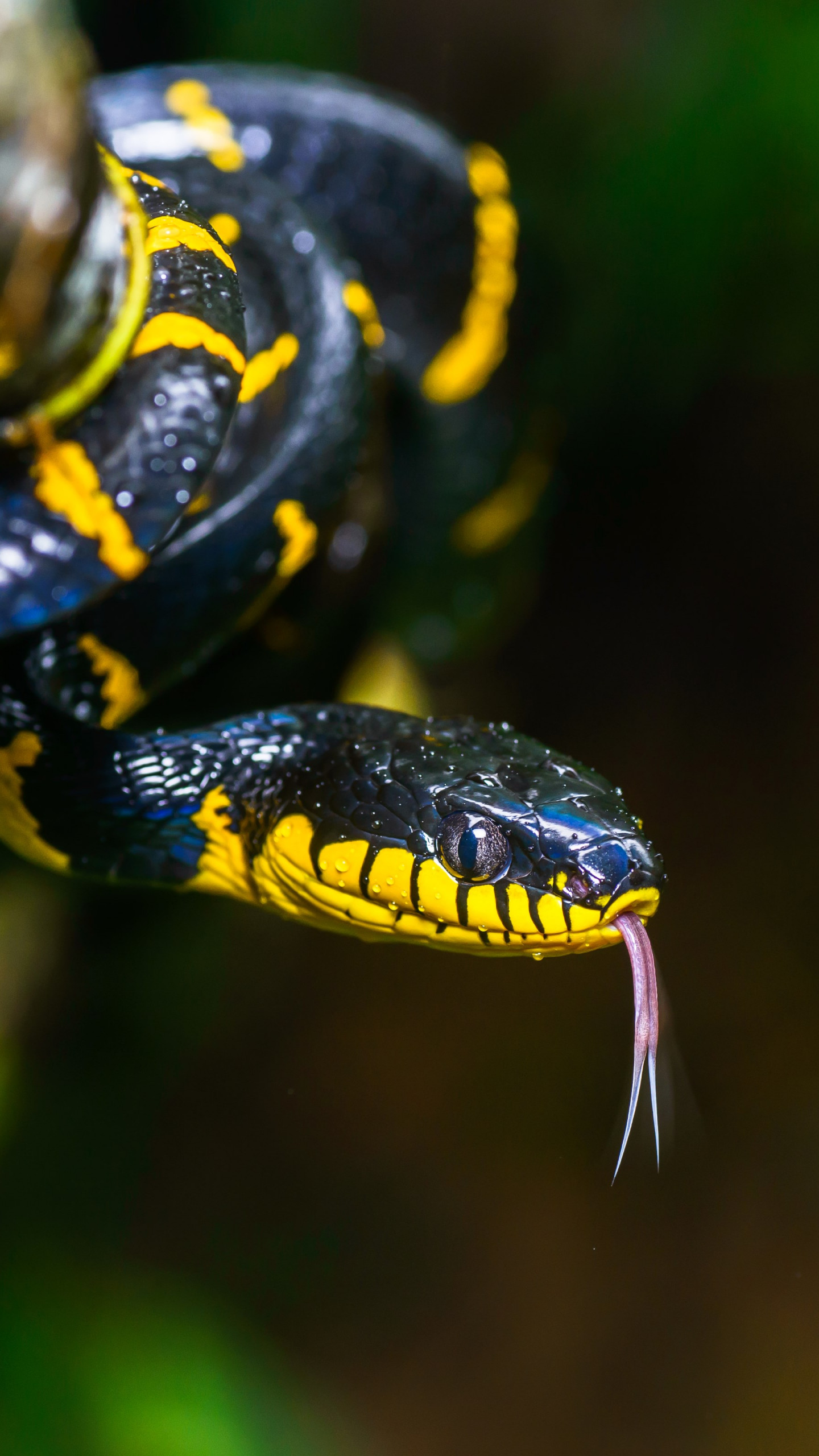 1440x2560 Скачать обои: Mangrove snake 1440x2560