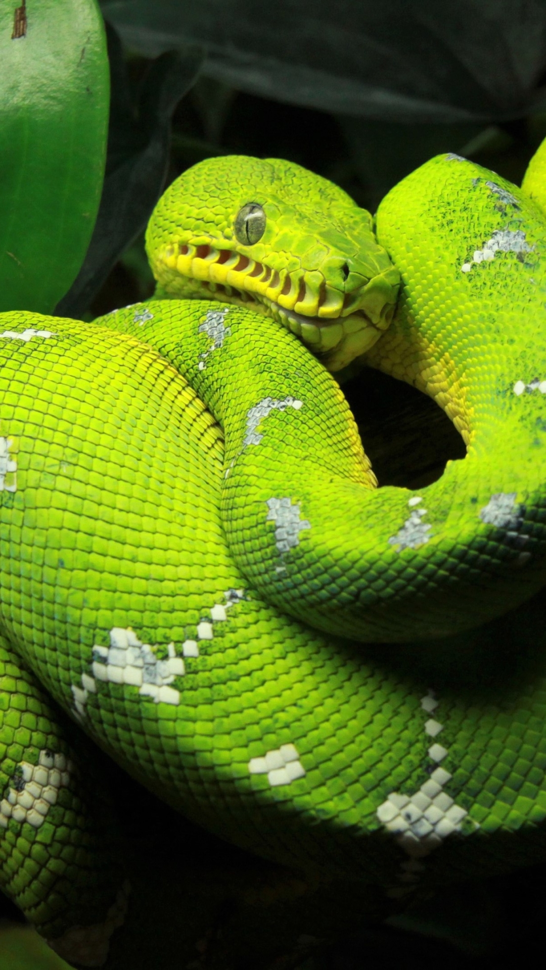 1080x1920 Animal / Python (1080x1920) ID обоев: 759226 - Mobile Abyss