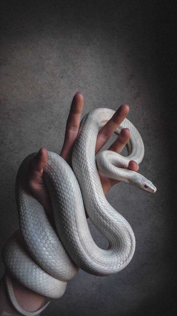 720x1280 Snake Wallpaper - KoLPaPer - Удивительные бесплатные обои HD