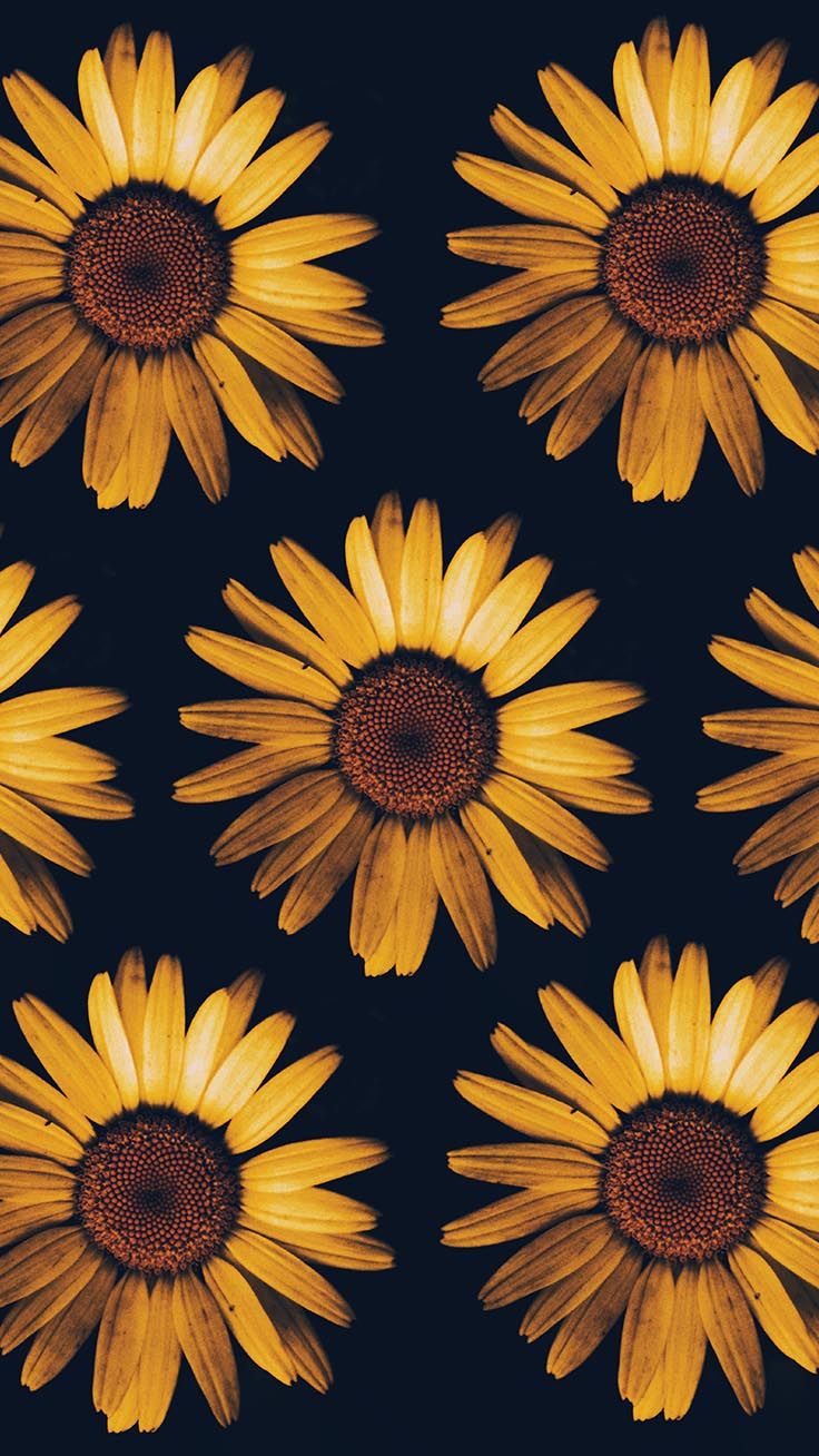 736x1308 Sunflower Mobile HD Wallpapers - Обои Cave