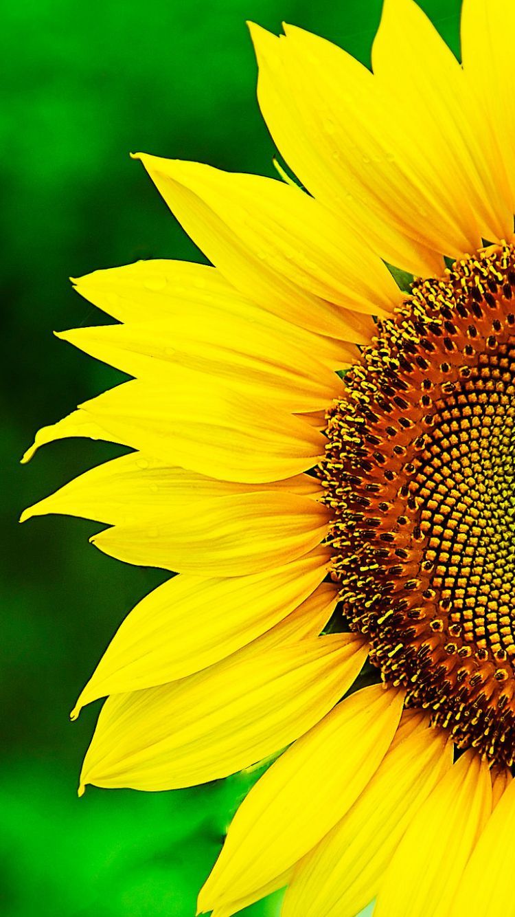 750x1334 Sunflower Обои: Скачать бесплатно HD [500+ HQ] | Unsplash