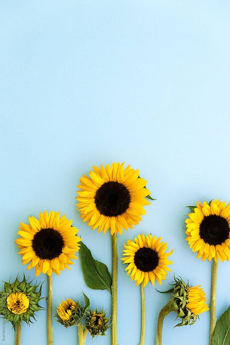 736x1104 Sunflower Mobile HD Wallpapers - Обои Cave