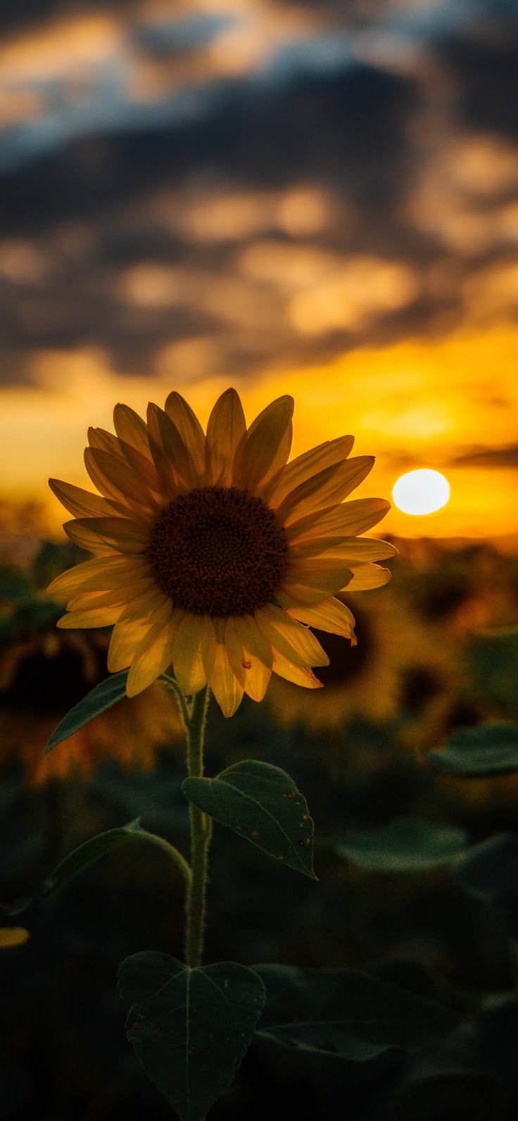 736x1593 Background Vintage Sunflower Wallpaper Iphone 