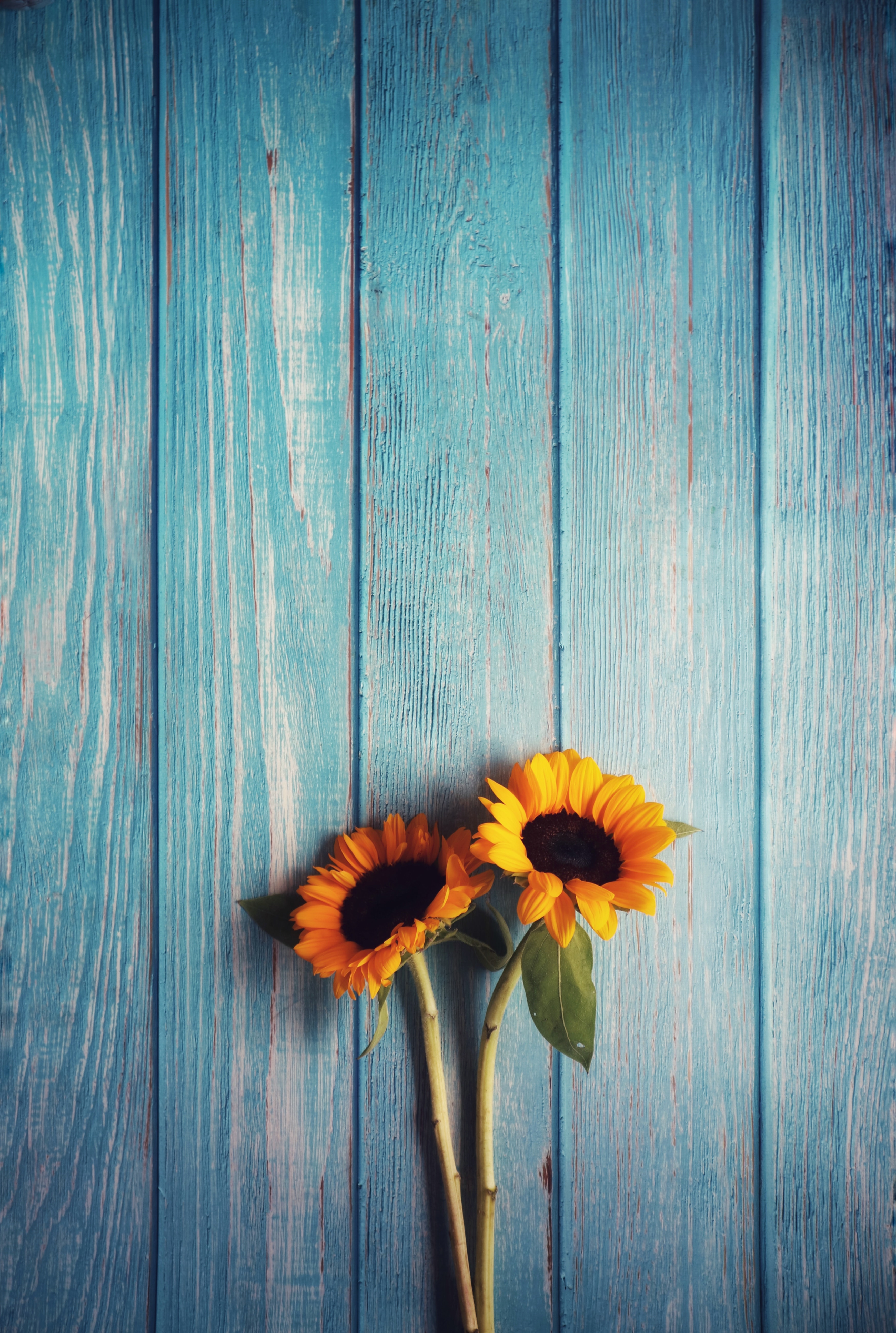 3495x5198 Sunflower Wallpapers (74+ background pictures) 