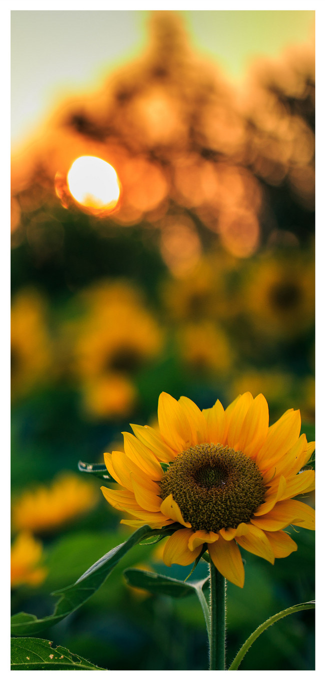 650x1361 Sunflower Yellow Wallpapers - Лучшие бесплатные желтые подсолнухи фоны - WallpaperAccess