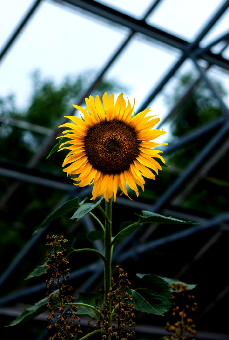 950x1410 Sunflower Wallpaper - NawPic