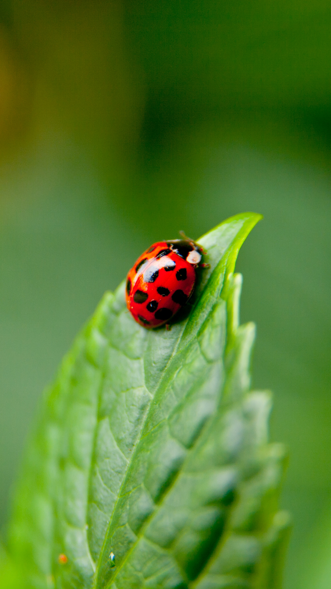 1080x1920 Animal Ladybug__ Чудесные изображения божьей коровки 