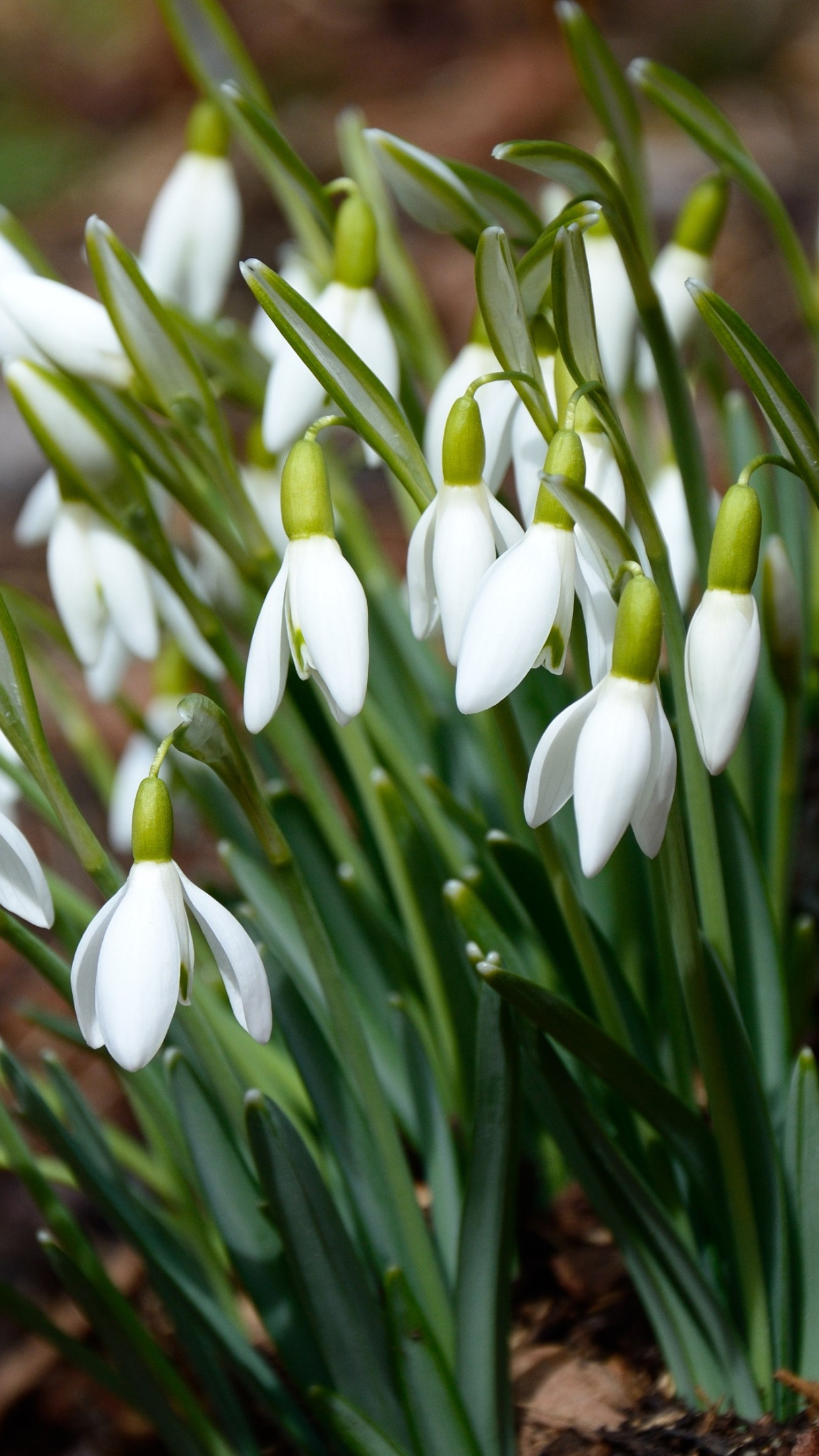 1242x2208 White Snowdrop Flowers | Цветочные фоны Цветы лотоса Цветы 