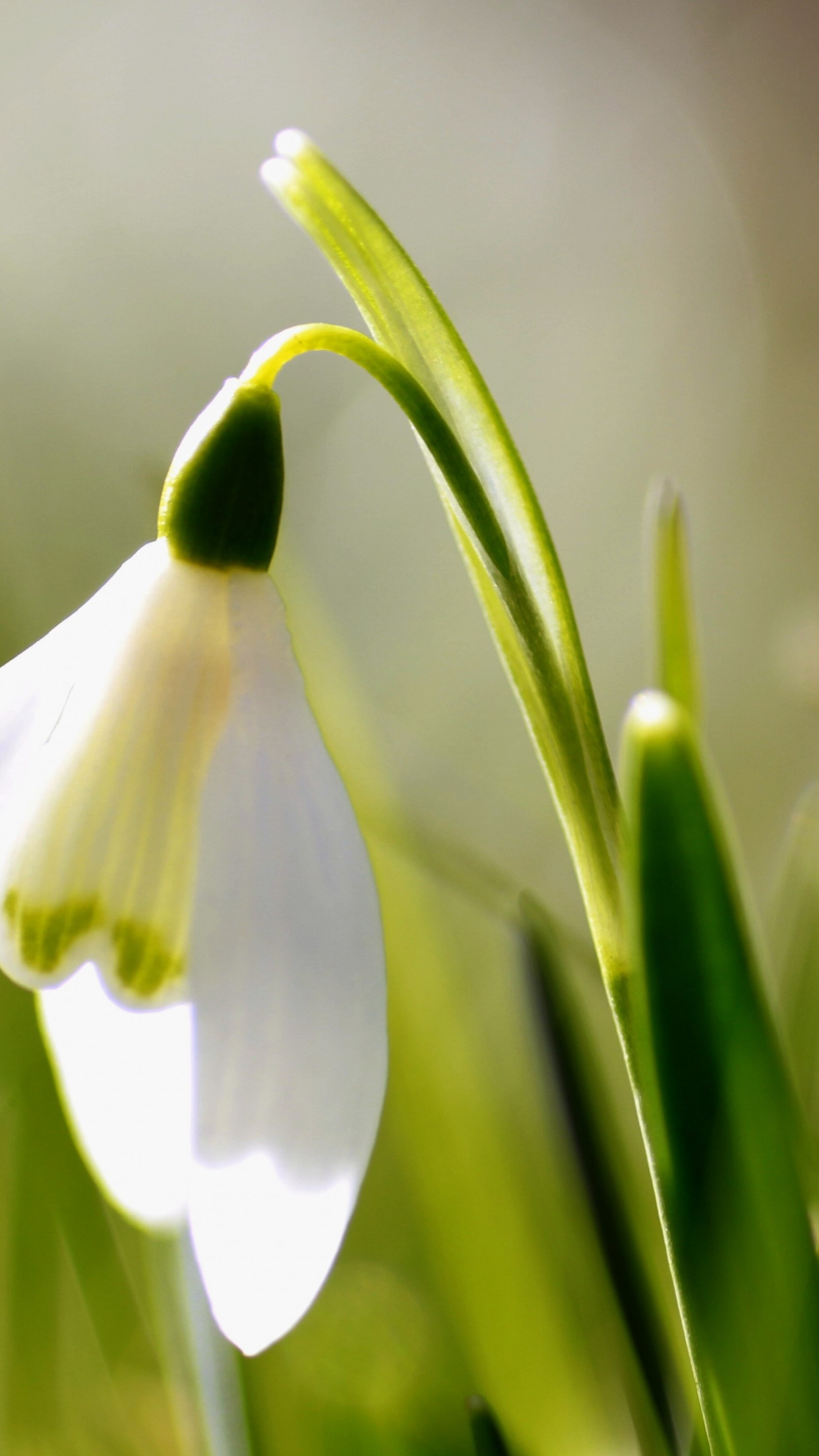 1242x2208 Flower snowdrop Wallpaper for iPhone 11 Pro Max X 8 7 6 - Free Download on 3Wallpapers