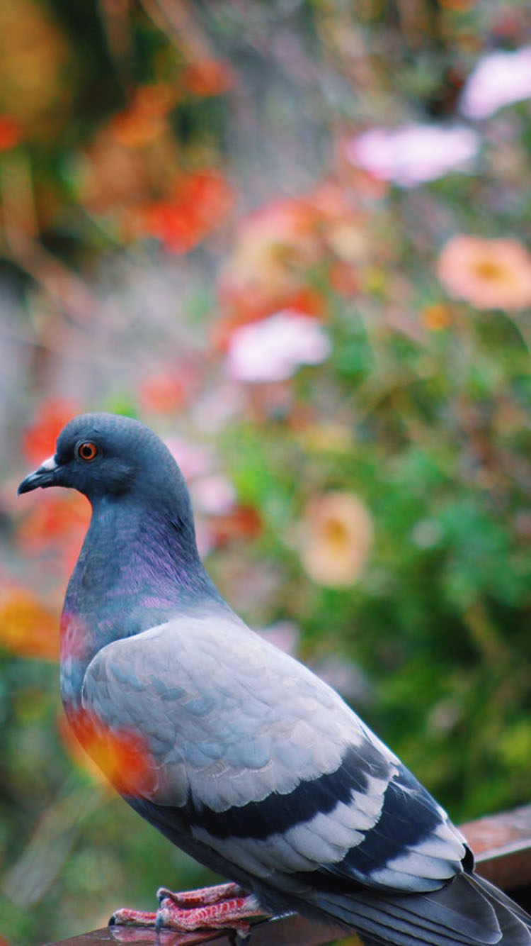 750x1334  Pigeon Обои - Обои Cave