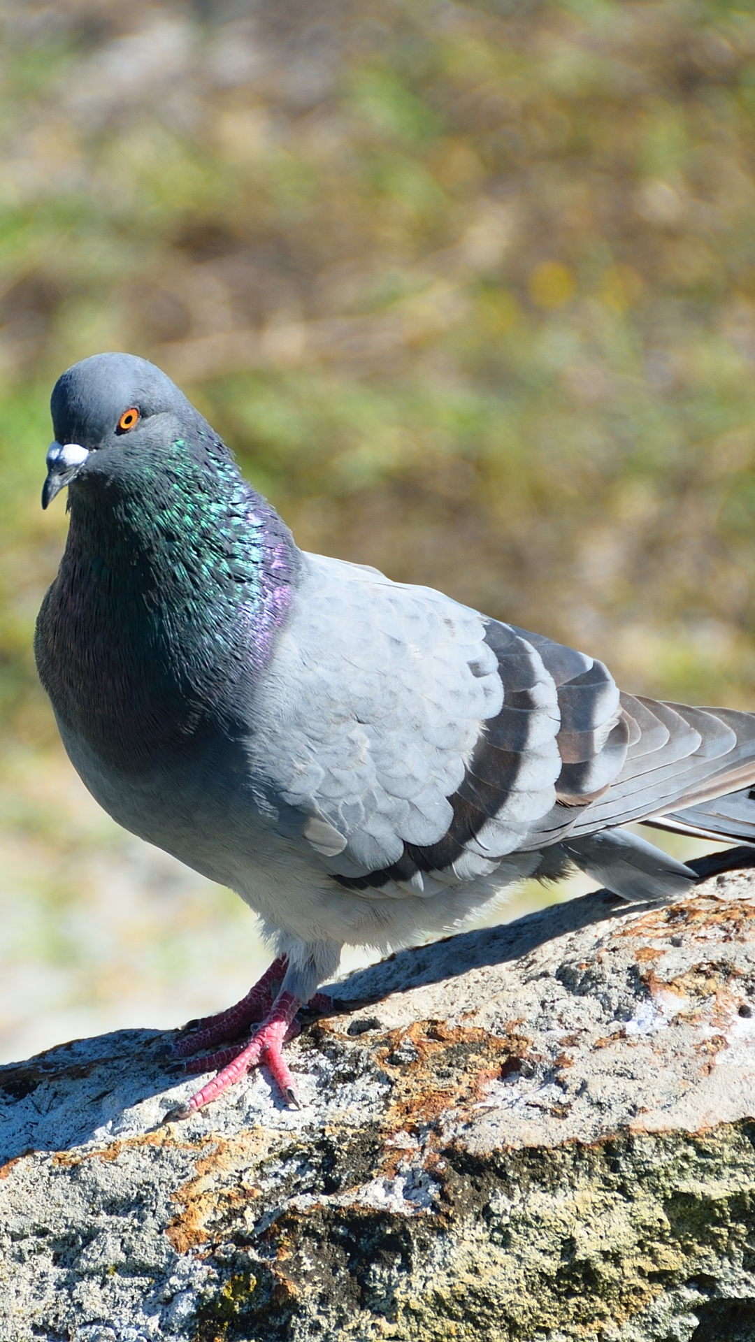1080x1920   Animal / Pigeon (720x1280) ID обоев: 727834 - Mobile Abyss