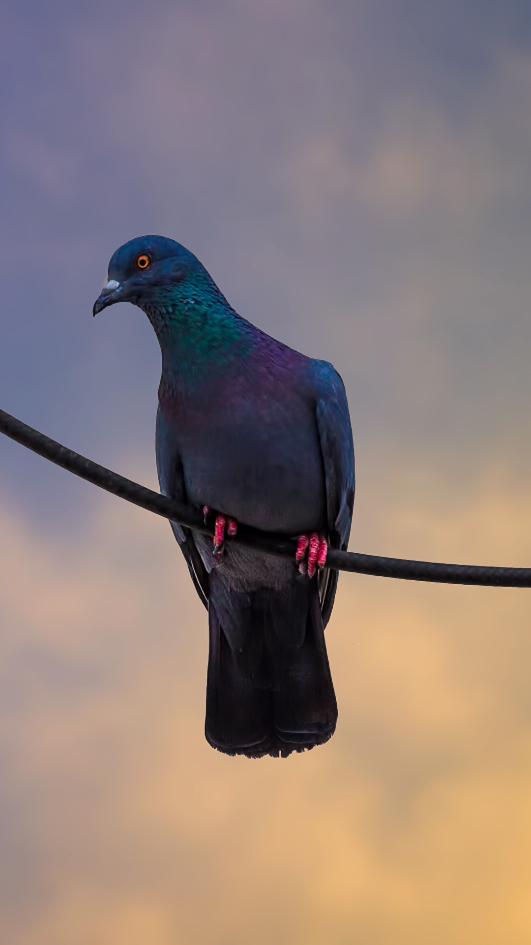 1080x1920   Rock Dove Wallpaper - Wallpaper Cave