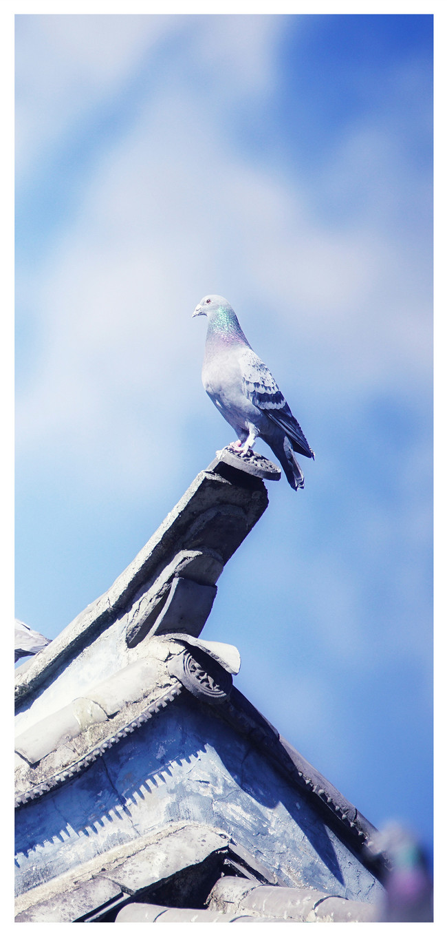 650x1361  P Скачать APK