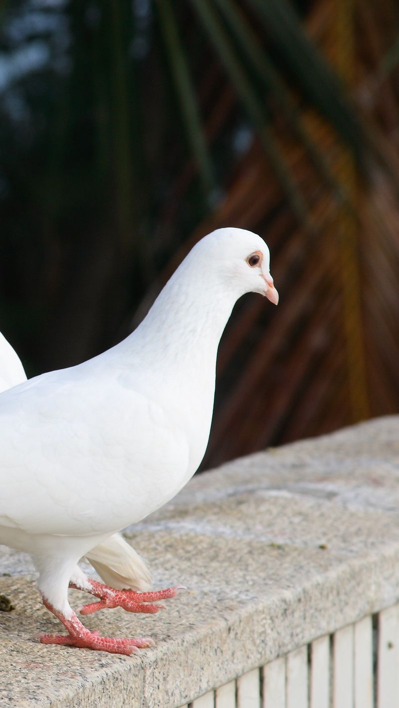 800x1420  White Pigeon Wallpaper - Fantail Pigeon - 1440x2560 Обои - teahub.io 