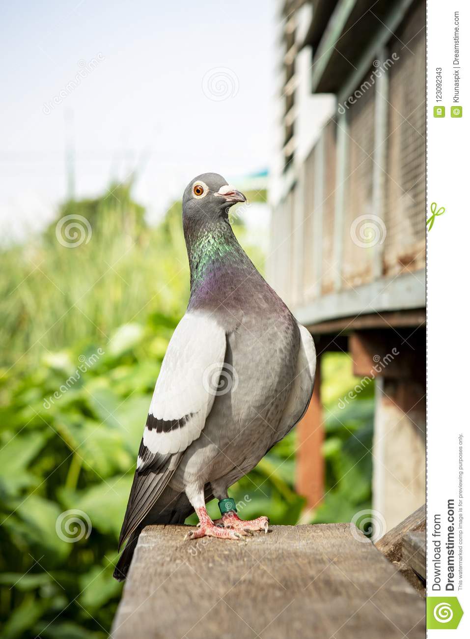 957x1300   500+ изображений голубей | Скачать бесплатные изображения на Unsplash