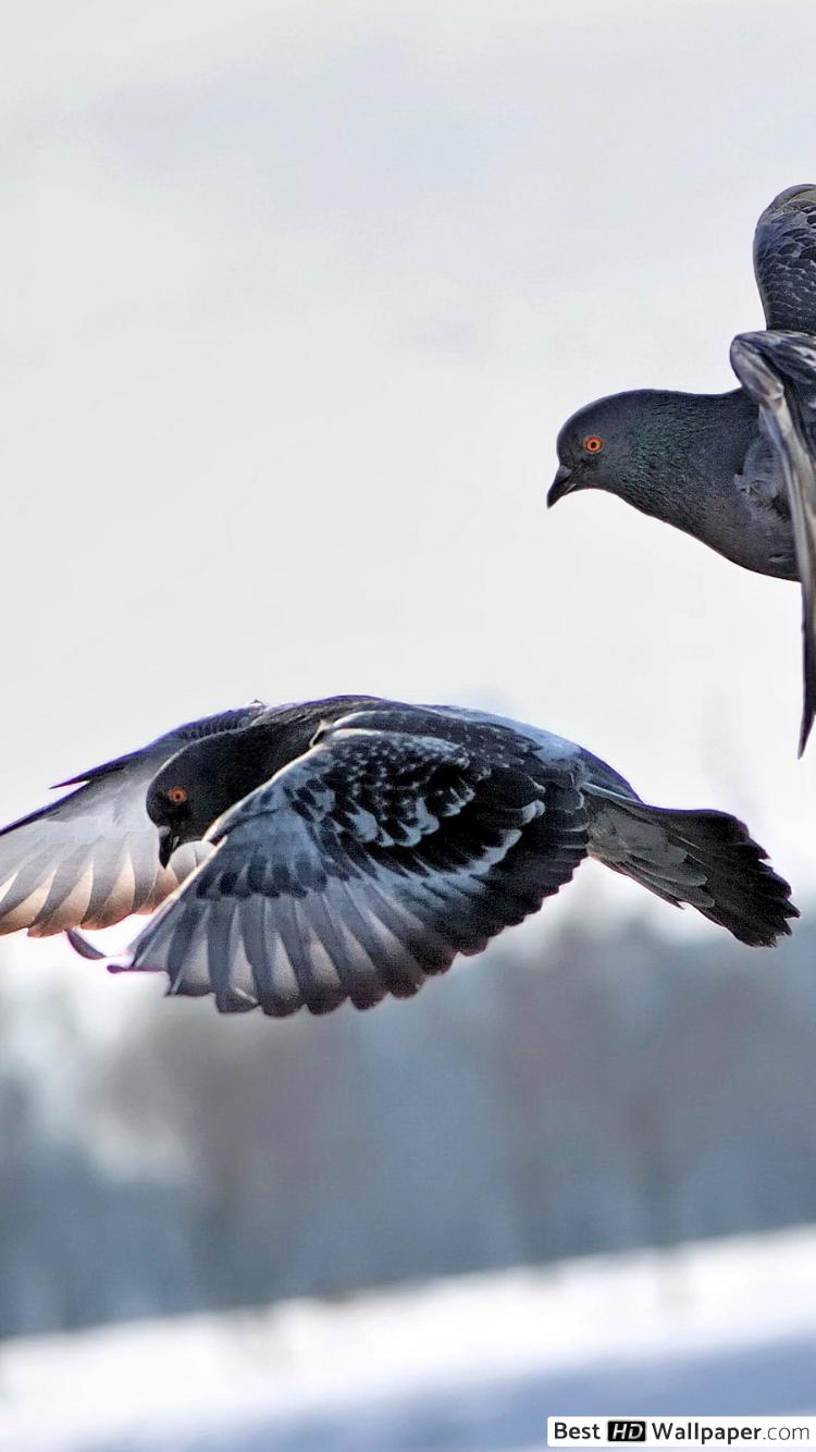 750x1334   ? Птицы животные голуби wallpaper | (16315) 