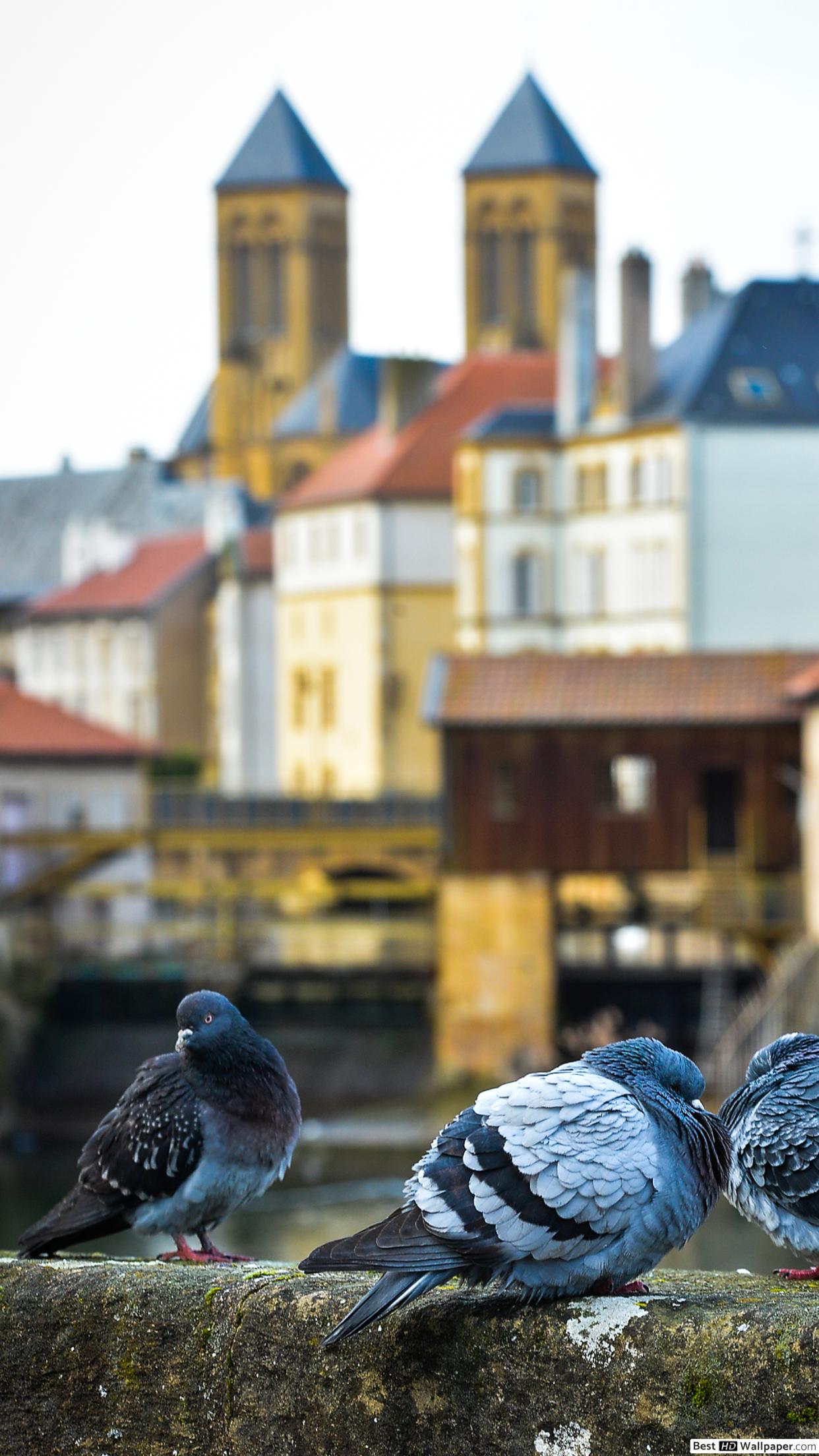 1242x2208   Одинокий голубь Ultra HD Обои для рабочего стола для 4K UHD TV: широкоэкранный \ u0026 UltraWide Desktop \ u0026 Ноутбук: планшет: Smartphone