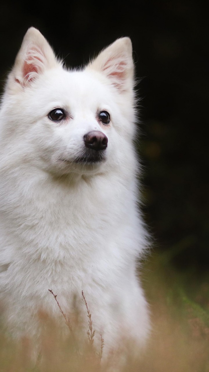 720x1280  HD wallpaper: млекопитающее милое животное портрет собака японский шпиц одно животное | Обои Flare