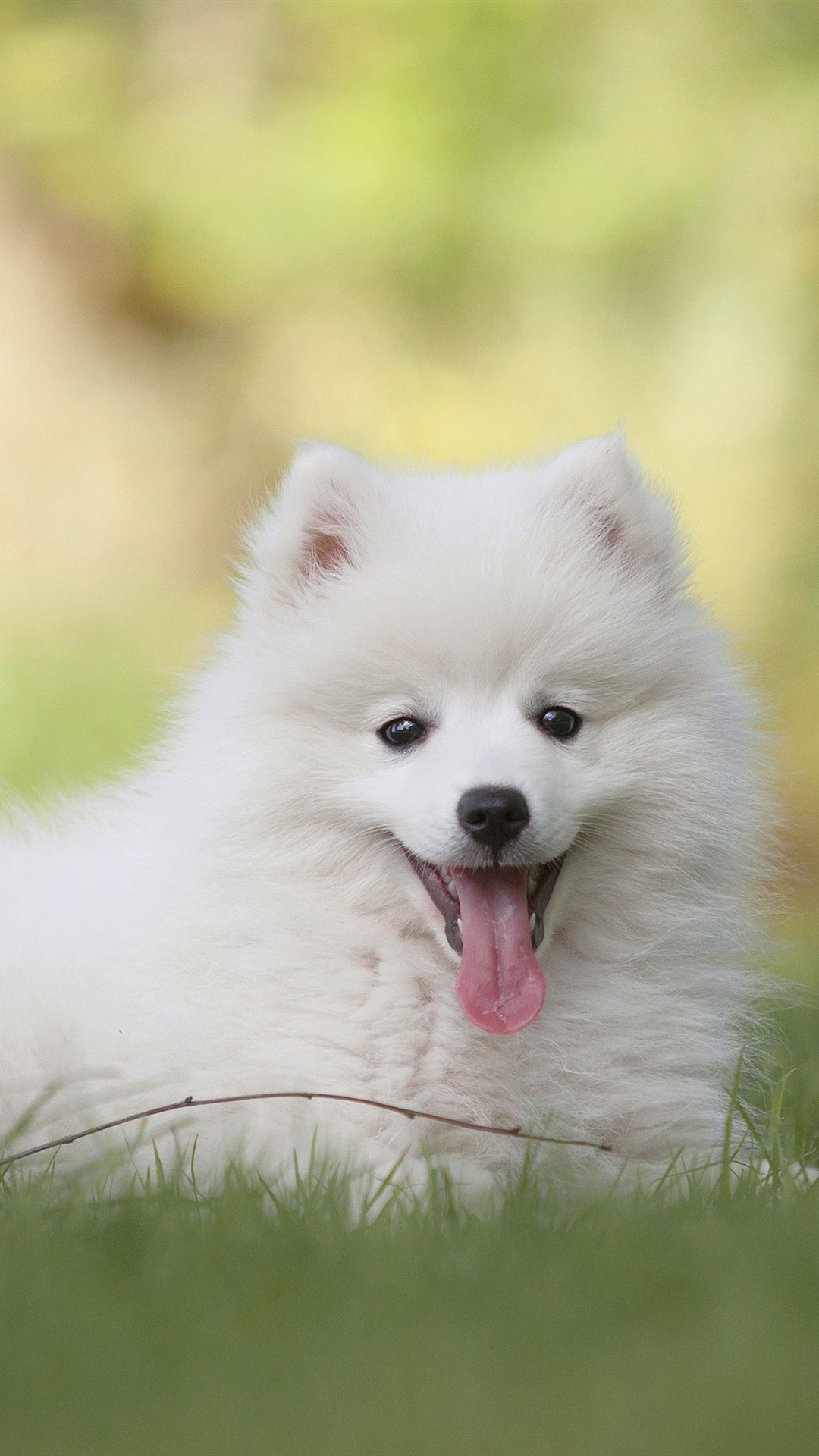 1080x1920   Симпатичный японский шпиц Фон Обои 52753 - Baltana