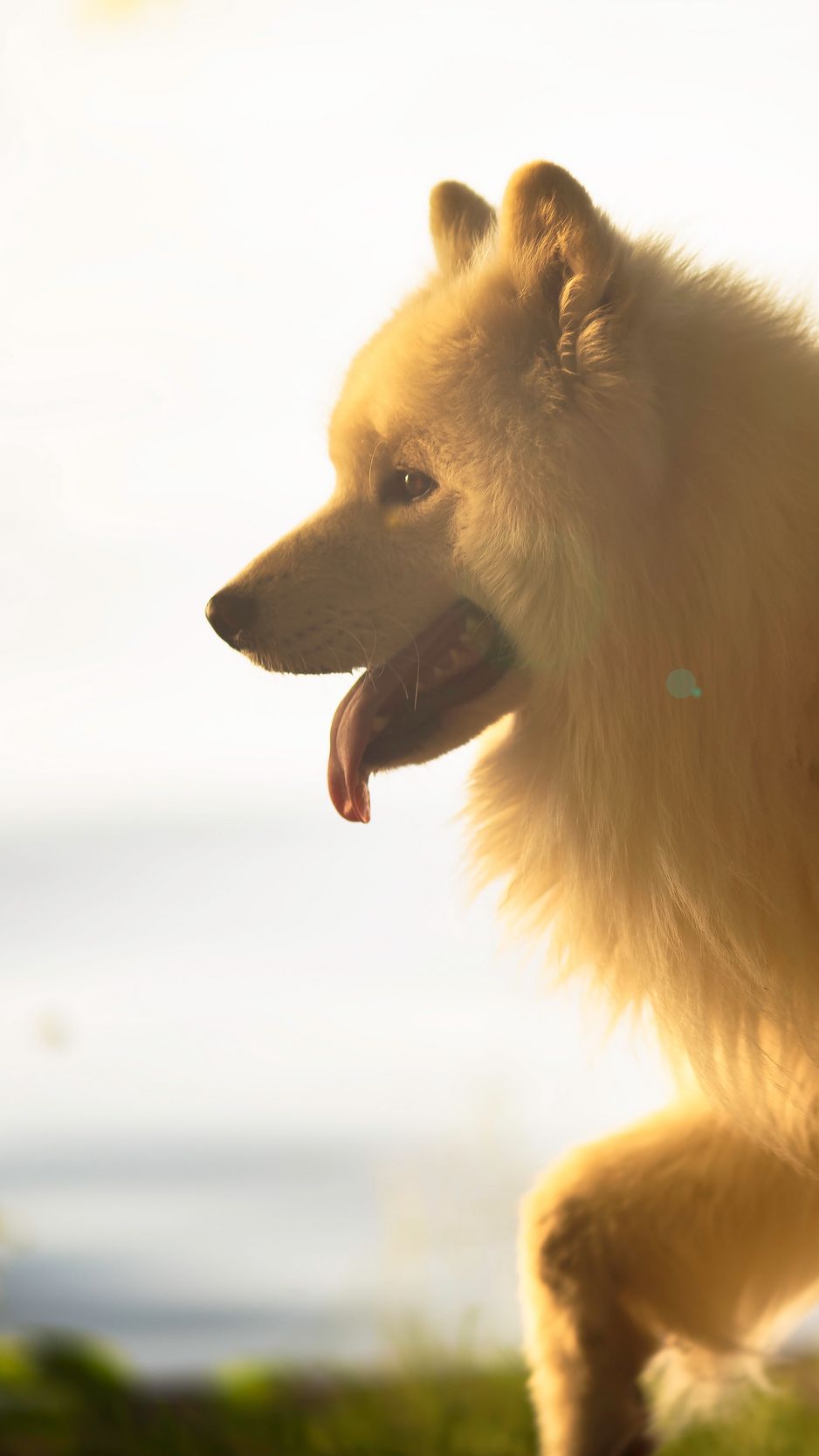 938x1668  60 УДИВИТЕЛЬНОЕ ЖИВОТНОЕ ОБОИ ДЛЯ IPHONE СКАЧАТЬ БЕСПЛАТНО .... - Стиль Крестного Отца | Собака обои iphone Собака обои Померанский шпиц 