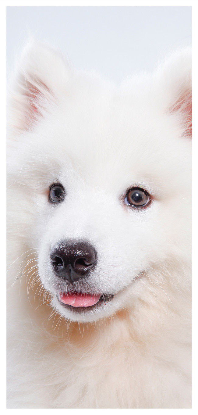 650x1361  Японский шпиц обои - обои пещера