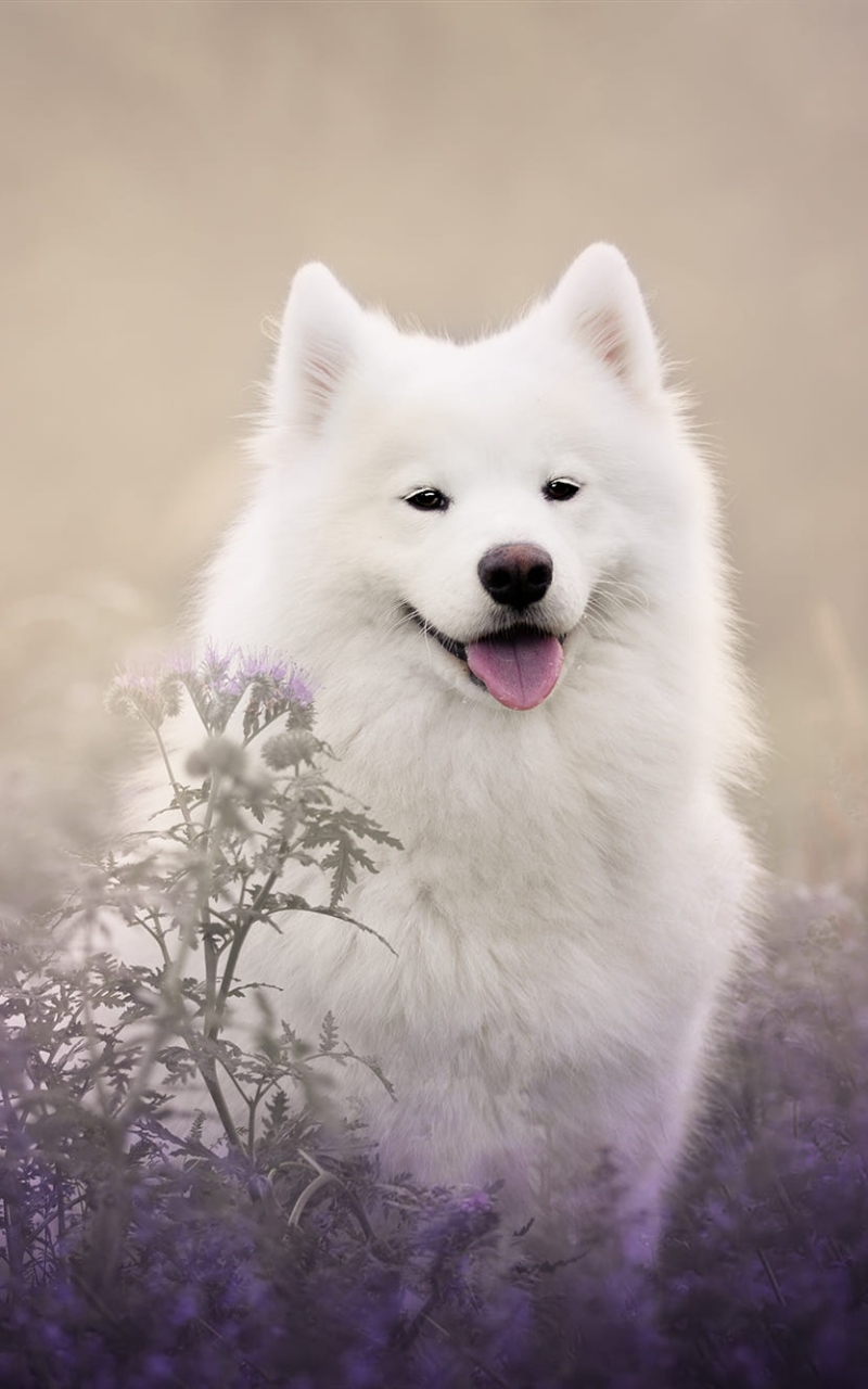 800x1280  Dog Phone Wallpaper фоны изображения скачать бесплатно-400446380 -Lovepik.com 