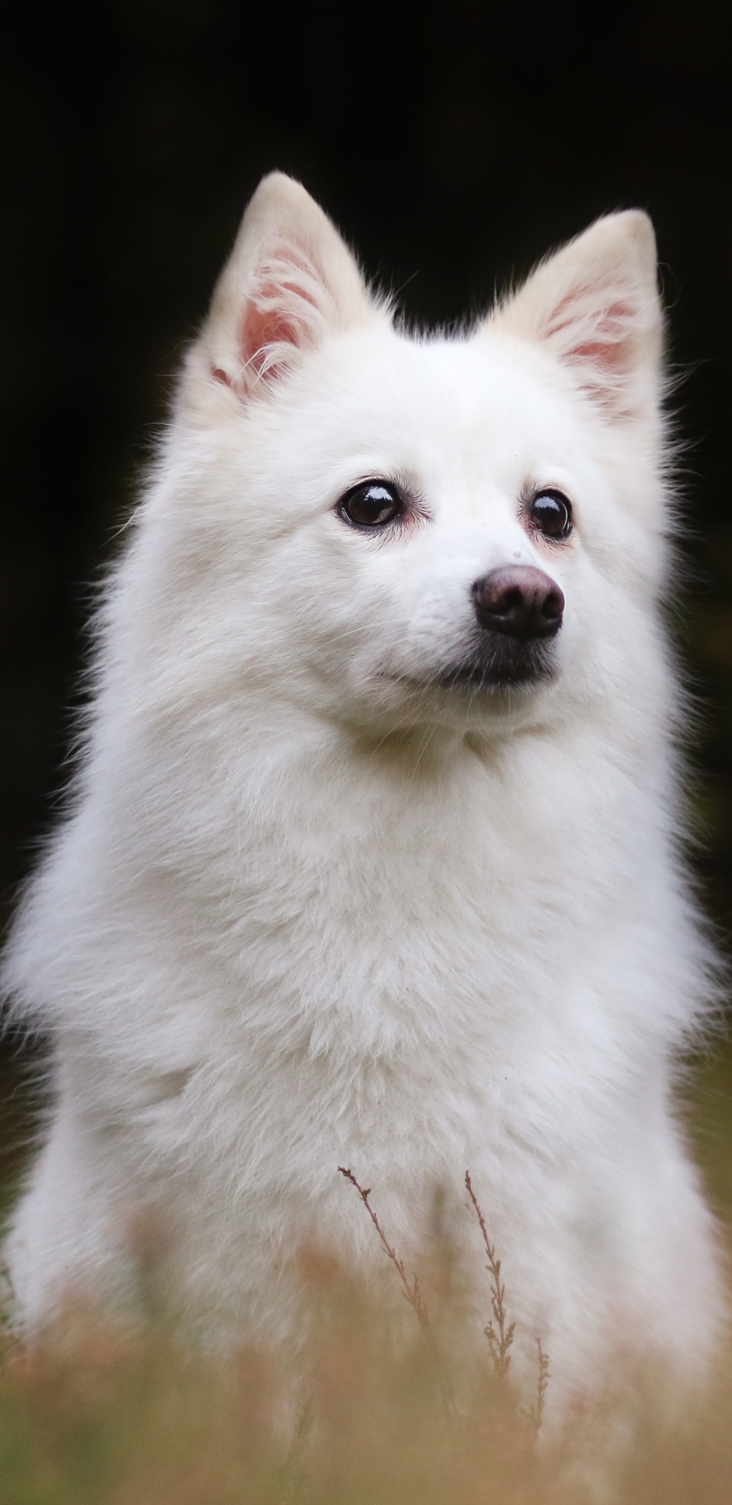 1440x2960  Spitz собаки каракули элемент вектора | изображение премиум-класса от rawpixel.com / Niwat | Собака обои iphone Симпатичная собака обои Собака обои 