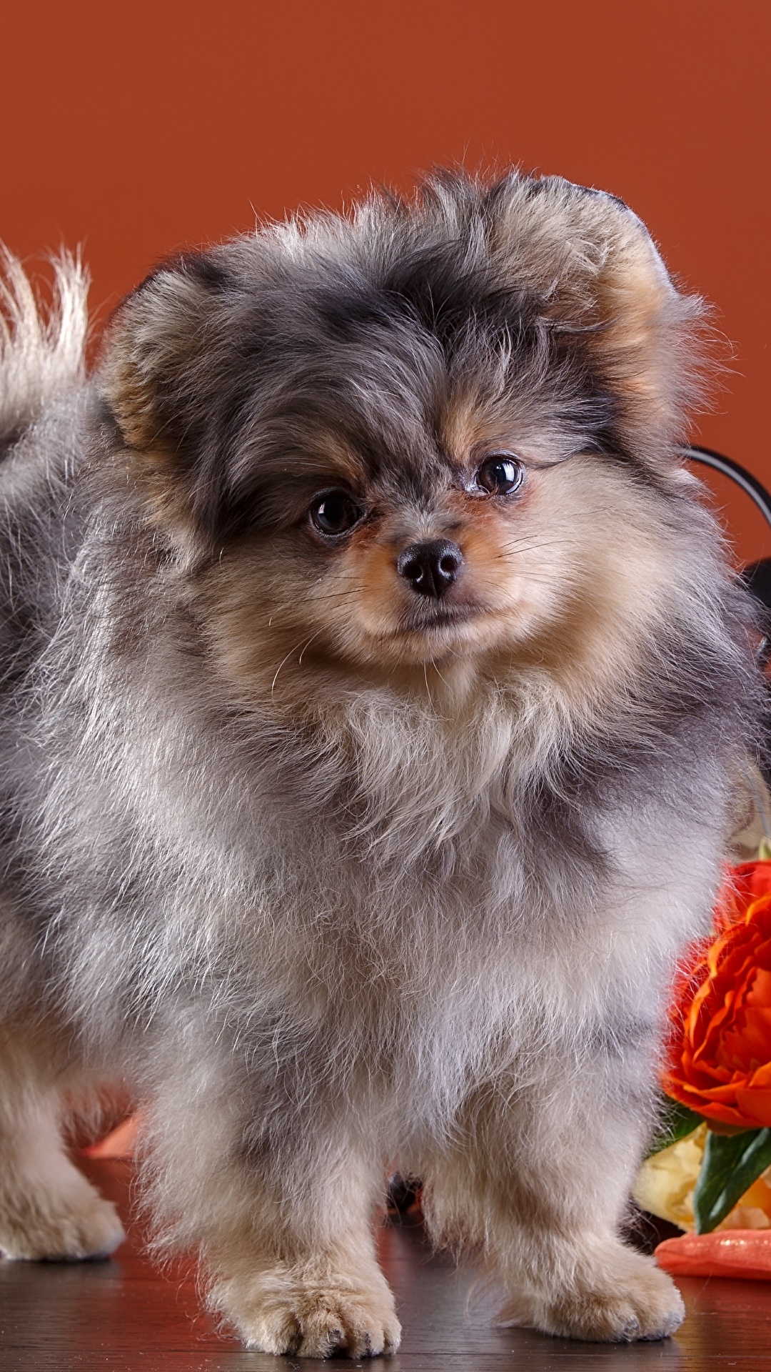 1080x1920   Животное / Собака (1440x2960) ID обоев: 762583 - Mobile Abyss