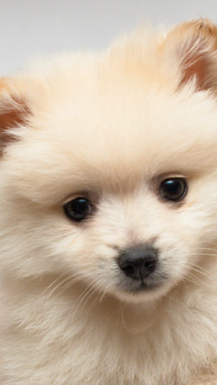 700x1244   Animal / Spitz (720x1280) ID обоев: 882763 - Mobile Abyss
