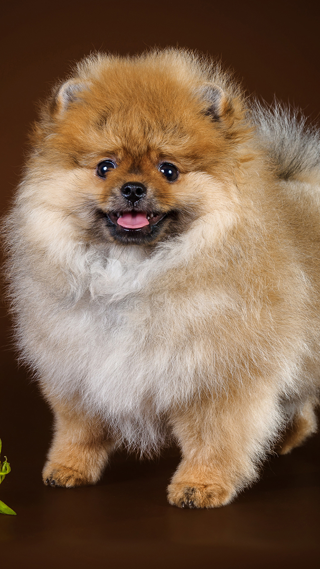 1080x1920  Pictures Spitz dog Helianthus animal Черный фон 1080x1920