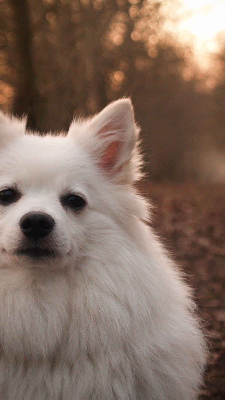 750x1334   Японский шпиц фоновые обои 52888 - Baltana