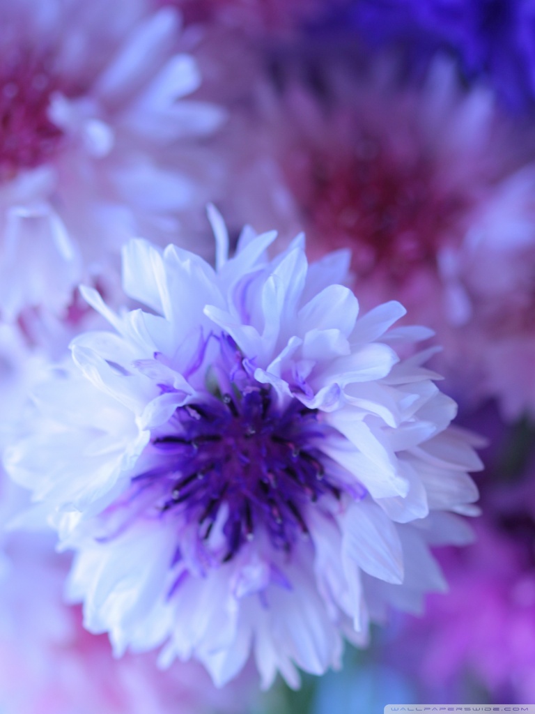 768x1024  PМаки и васильки | Дикие цветы Луговые цветы Цветы 