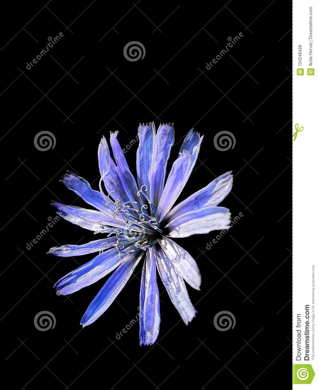 1065x1300  Cornflower обои Earth HQ Василек картинки | 4K Wallpapers 2019