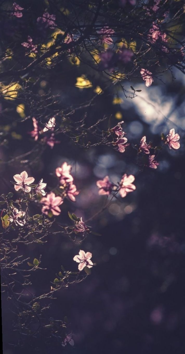 712x1357  Sweet Anime Girls Wallpapers Taglist Страница 3 для мобильного телефона. Фон рабочего стола 