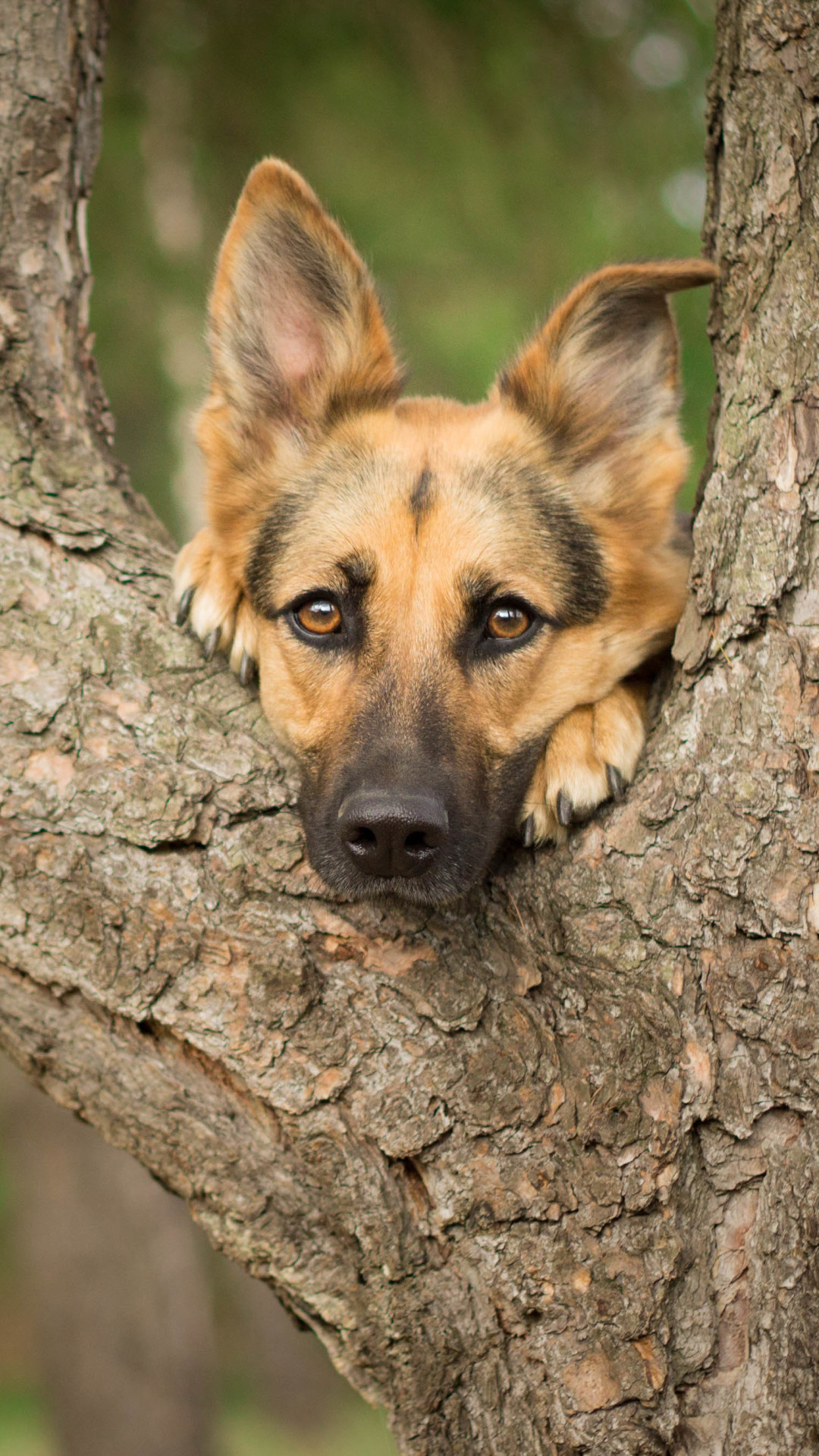 1080x1920 Animal / German Shepherd (1080x1920) ID обоев: 691121 - Mobile Abyss