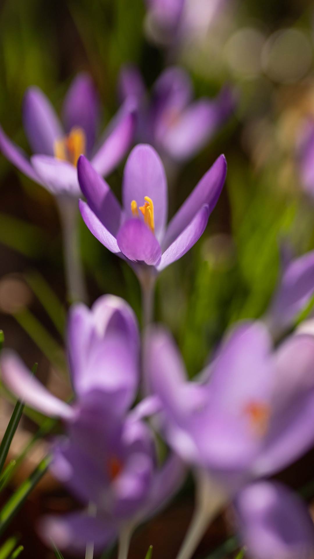 1080x1920   Весенние обои: Скачать бесплатно HD [500+ HQ] | Unsplash 