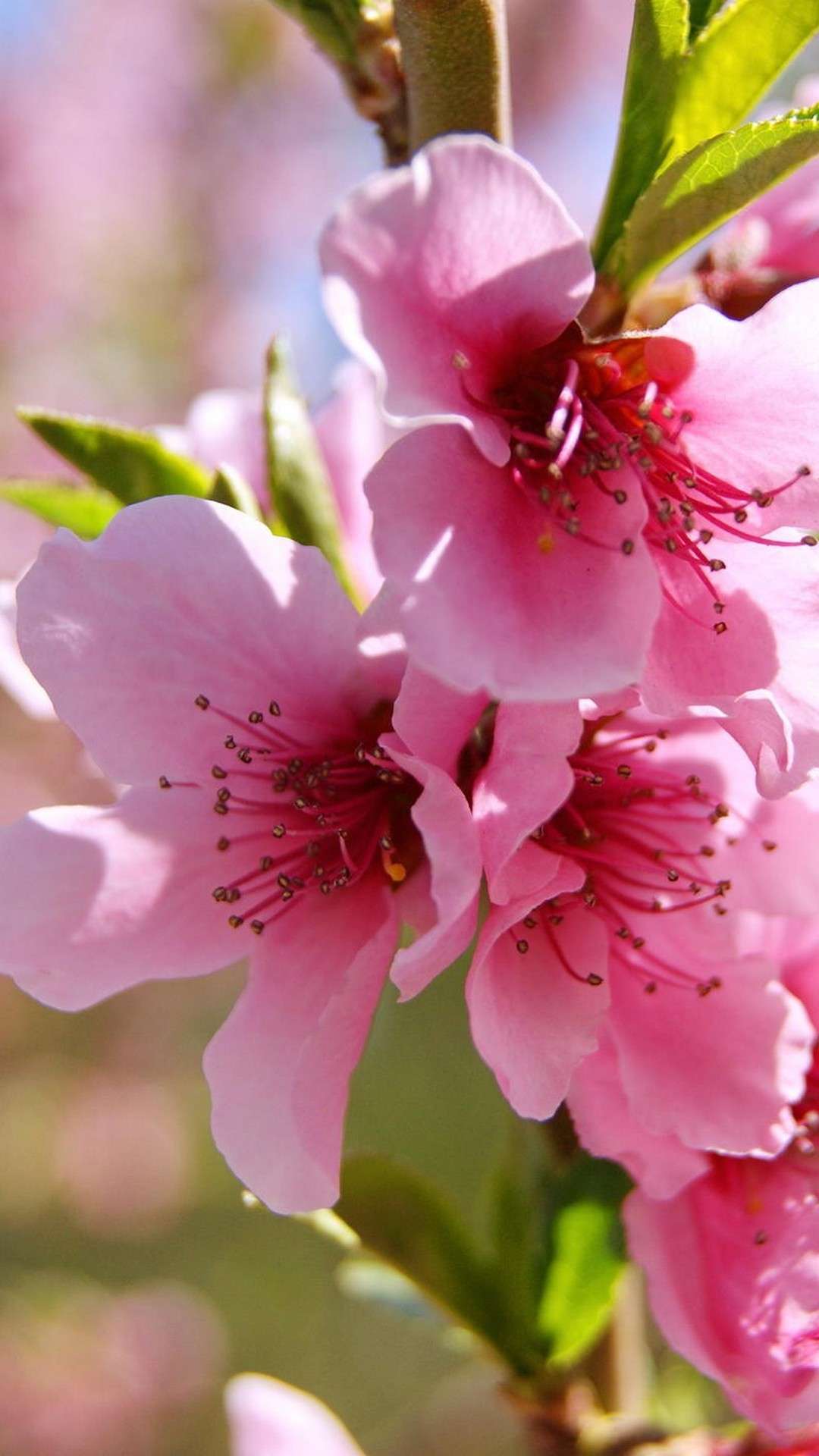 Фото весны красивые на заставку на телефон. Весенние цветы. Яркие весенние цветы.