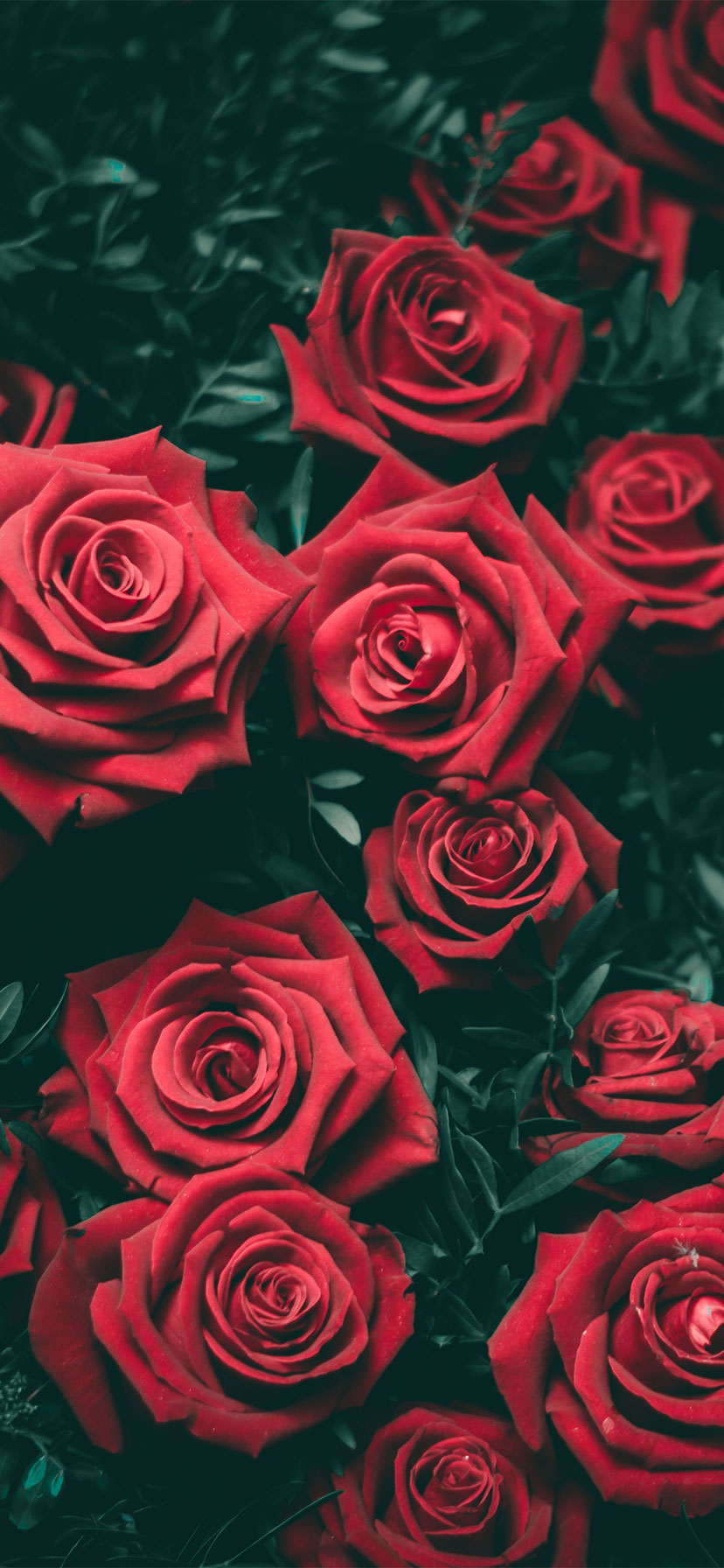 828x1792  iPhone XR Wallpaper Lock Screen - 2021 Симпатичные обои для iPhone 