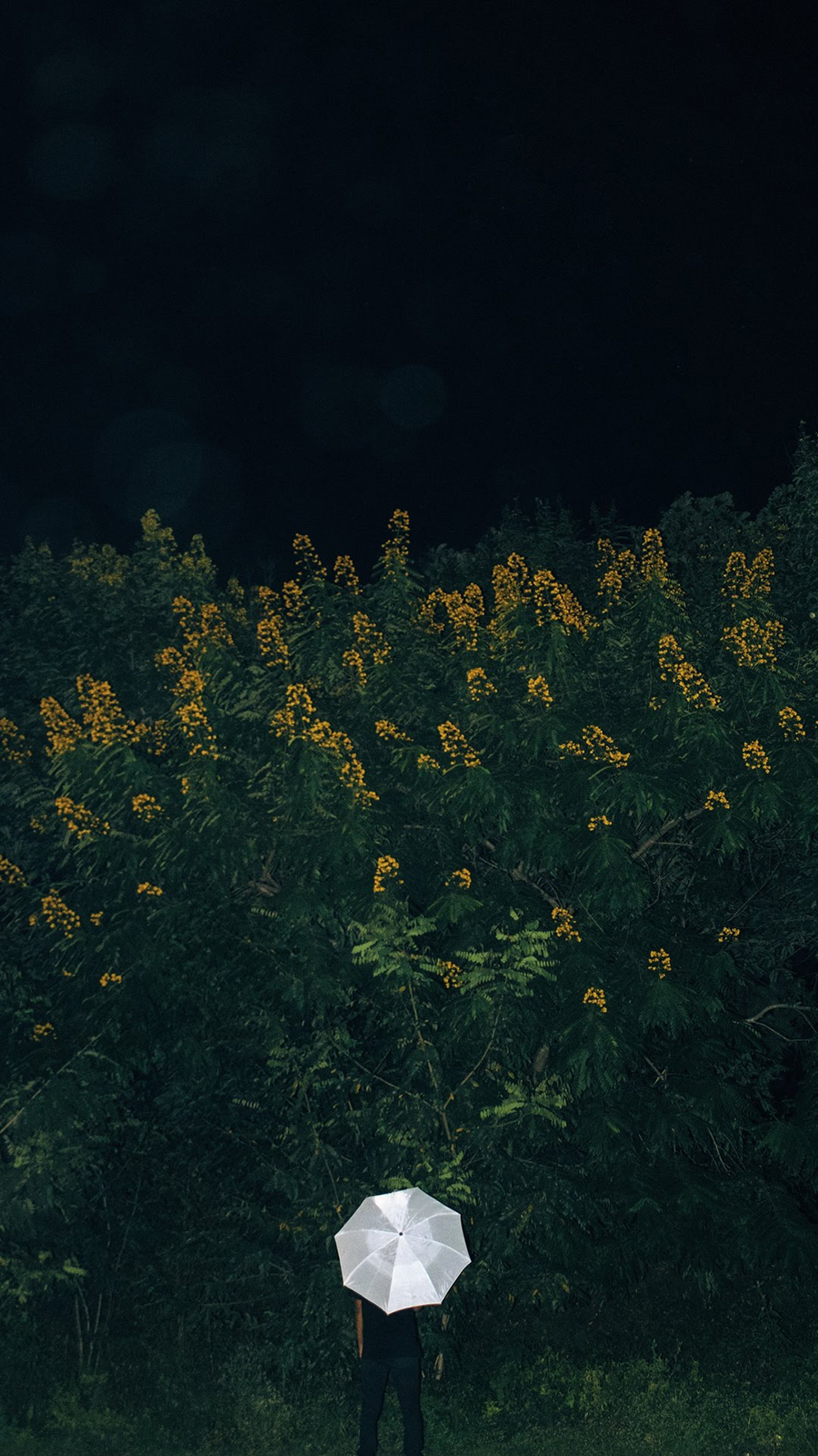 900x1600   Загрузить HD-обои Galaxy Note 10 Plus [Скрыть камеру] | TechBeasts | Обои фоны Обои Заставка 