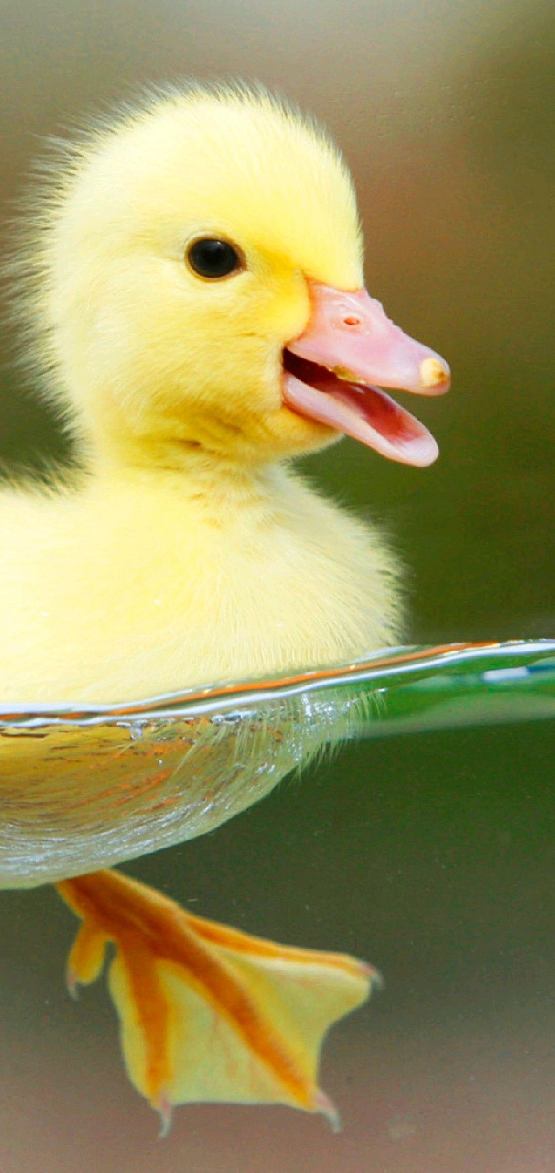 1080x2280  Bird Обои: Free HD Скачать [500+ HQ] | Unsplash