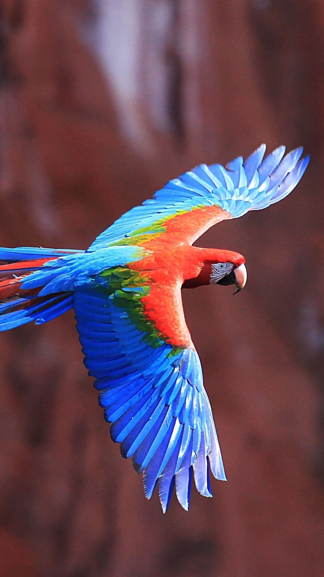 1080x1920  Colorful Птицы обои - Лучшие бесплатные пернатые Backgrounds - WallpaperAccess