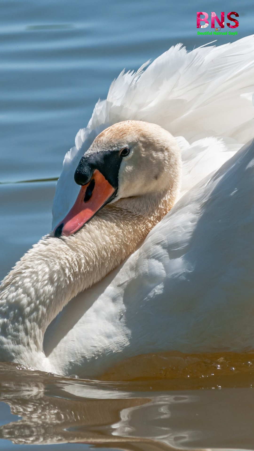 1080x1920  HD обои: большие, птица, зоопарк, Гиза, Египет, отдых, поездка, конец недели, на открытом воздухе | Обои Flare