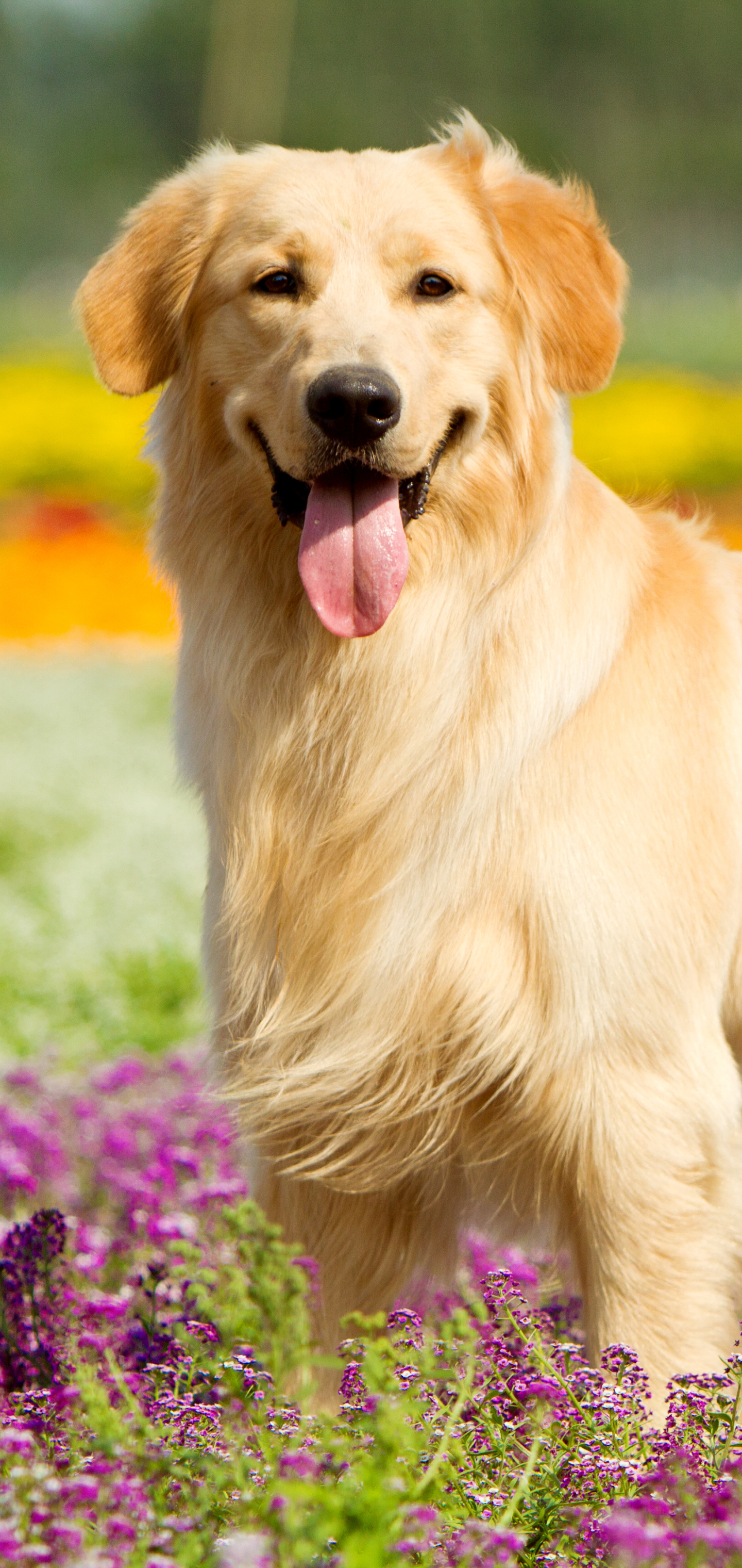 1440x3040  Golden Retriever Телефон Обои - Топ Фоны для телефона Golden Retriever - Wallpaper ABYS